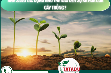 ÁNH SÁNG TÁC ĐỘNG NHƯ THẾ NÀO ĐẾN SỰ RA HOA CỦA CÂY TRỒNG ? – CÔNG TY TNHH TATADU