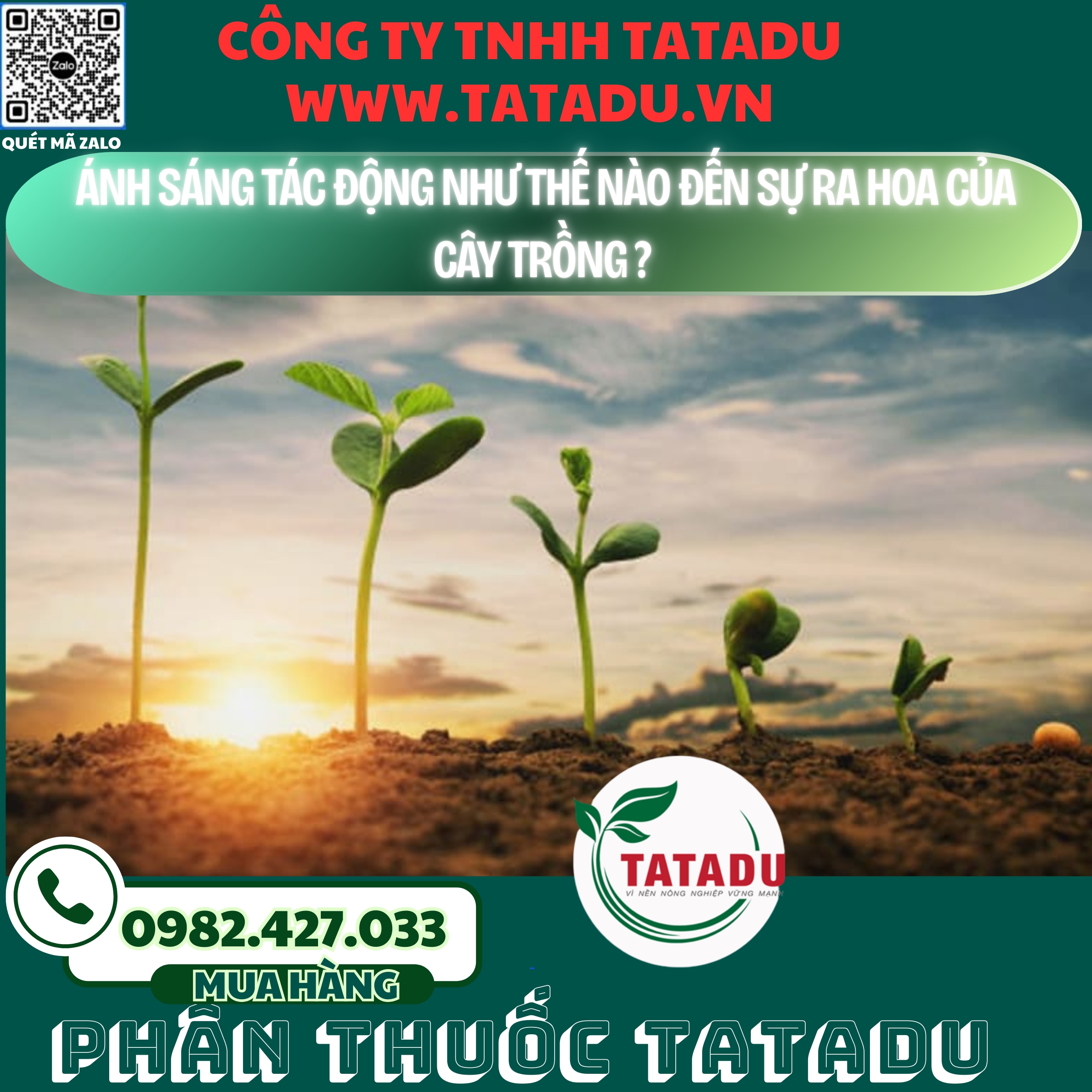 ANH SANG TAC DONG NHU THE NAO DEN SU RA HOA CUA CAY TRONG