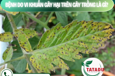BỆNH DO VI KHUẨN GÂY HẠI TRÊN CÂY TRỒNG LÀ GÌ? – CÔNG TY TNHH TATADU