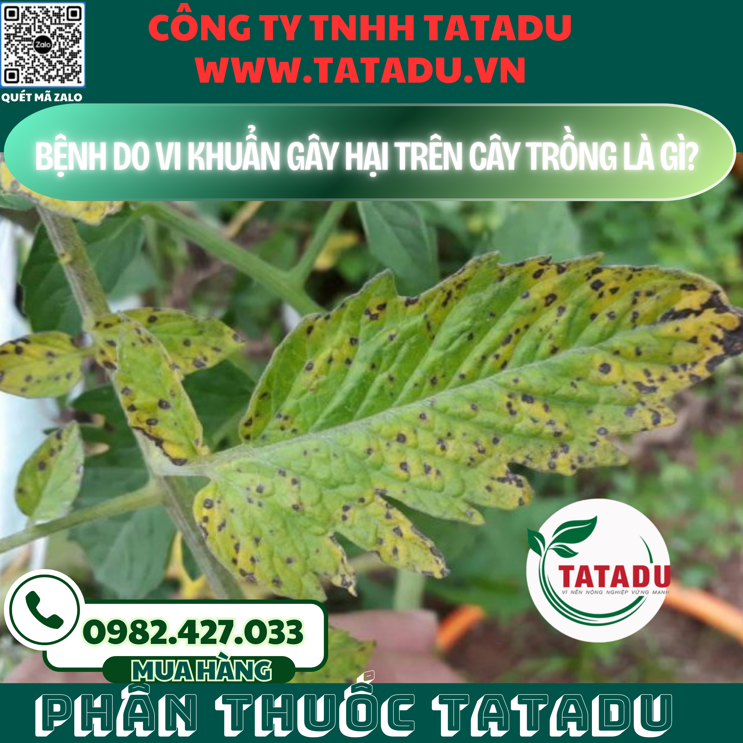 BENH DO VI KHUAN GAY HAI TREN CAY TRONG LA GI
