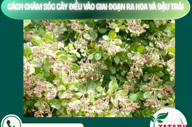 CÁCH CHĂM SÓC CÂY ĐIỀU VÀO GIAI ĐOẠN RA HOA VÀ ĐẬU TRÁI – CÔNG TY TNHH TATADU