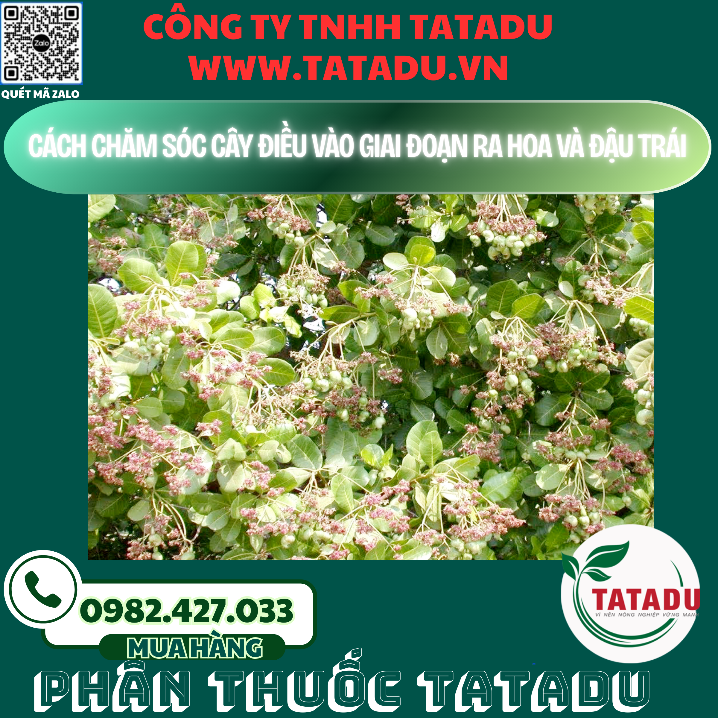 CACH CHAM SOC CAY DIEU VAO GIAI DOAN RA HOA VA DAU TRAI