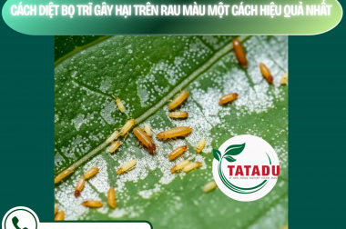 CÁCH DIỆT BỌ TRĨ GÂY HẠI TRÊN RAU MÀU MỘT CÁCH HIỆU QUẢ NHẤT – CÔNG TY TNHH TATADU