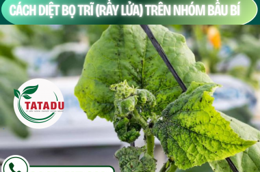 CÁCH DIỆT BỌ TRĨ (RẦY LỬA) TRÊN NHÓM BẦU BÍ – CÔNG TY TNHH TATADU