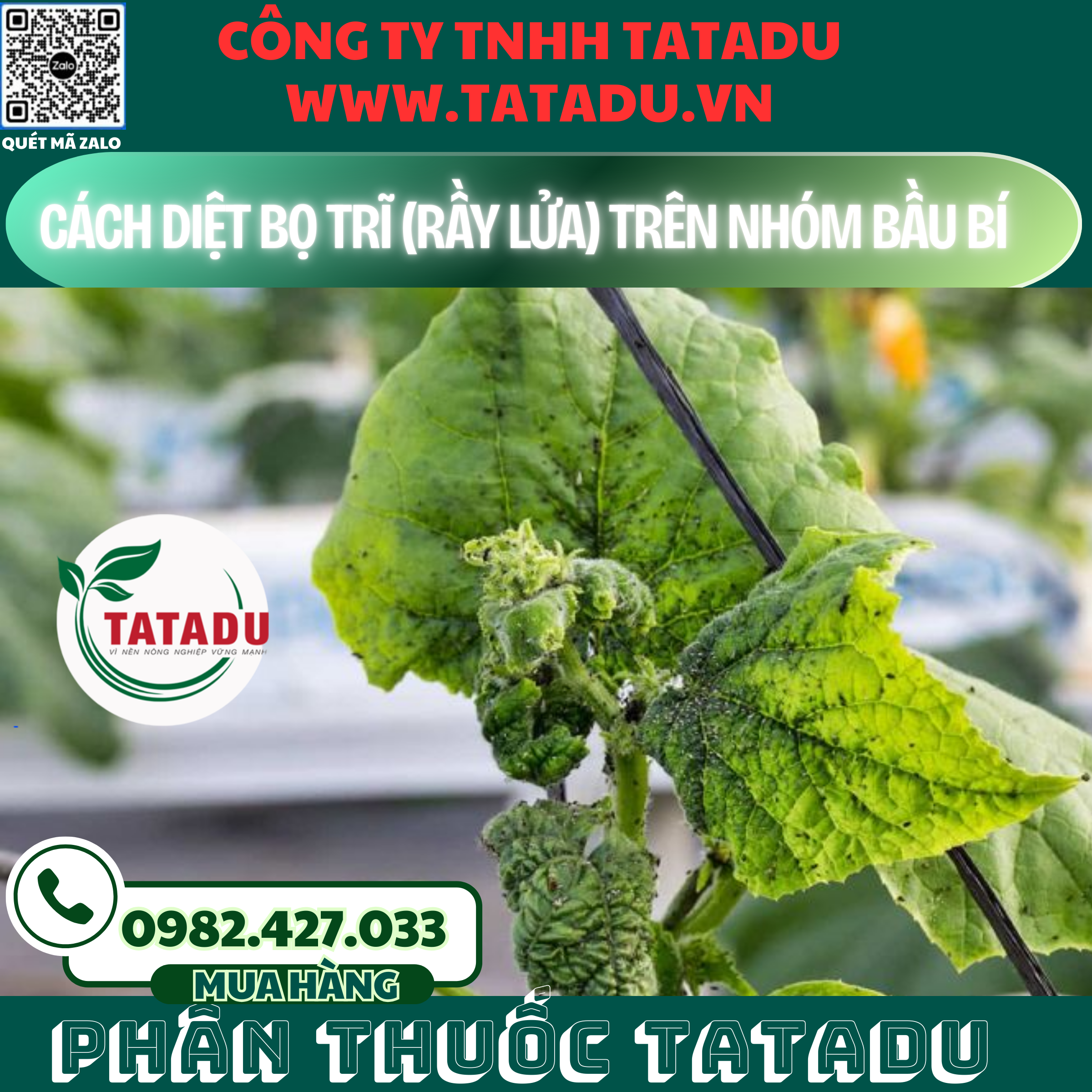 CACH DIET BO TRI RAY LUA TREN NHOM BAU BI