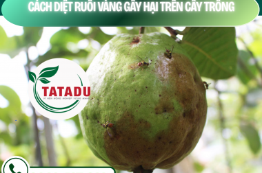 CÁCH DIỆT RUỒI VÀNG GÂY HẠI TRÊN CÂY TRỒNG – CÔNG TY TNHH TATADU