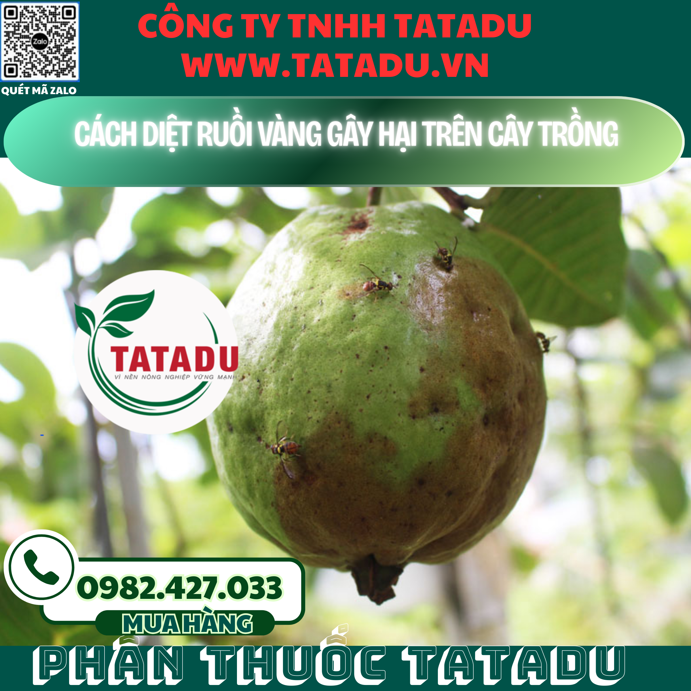 CACH DIET RUOI VANG GAY HAI TREN CAY TRONG
