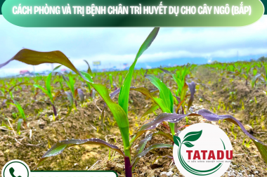 CÁCH PHÒNG VÀ TRỊ BỆNH CHÂN TRÌ HUYẾT DỤ CHO CÂY NGÔ (BẮP) – CÔNG TY TNHH TATADU