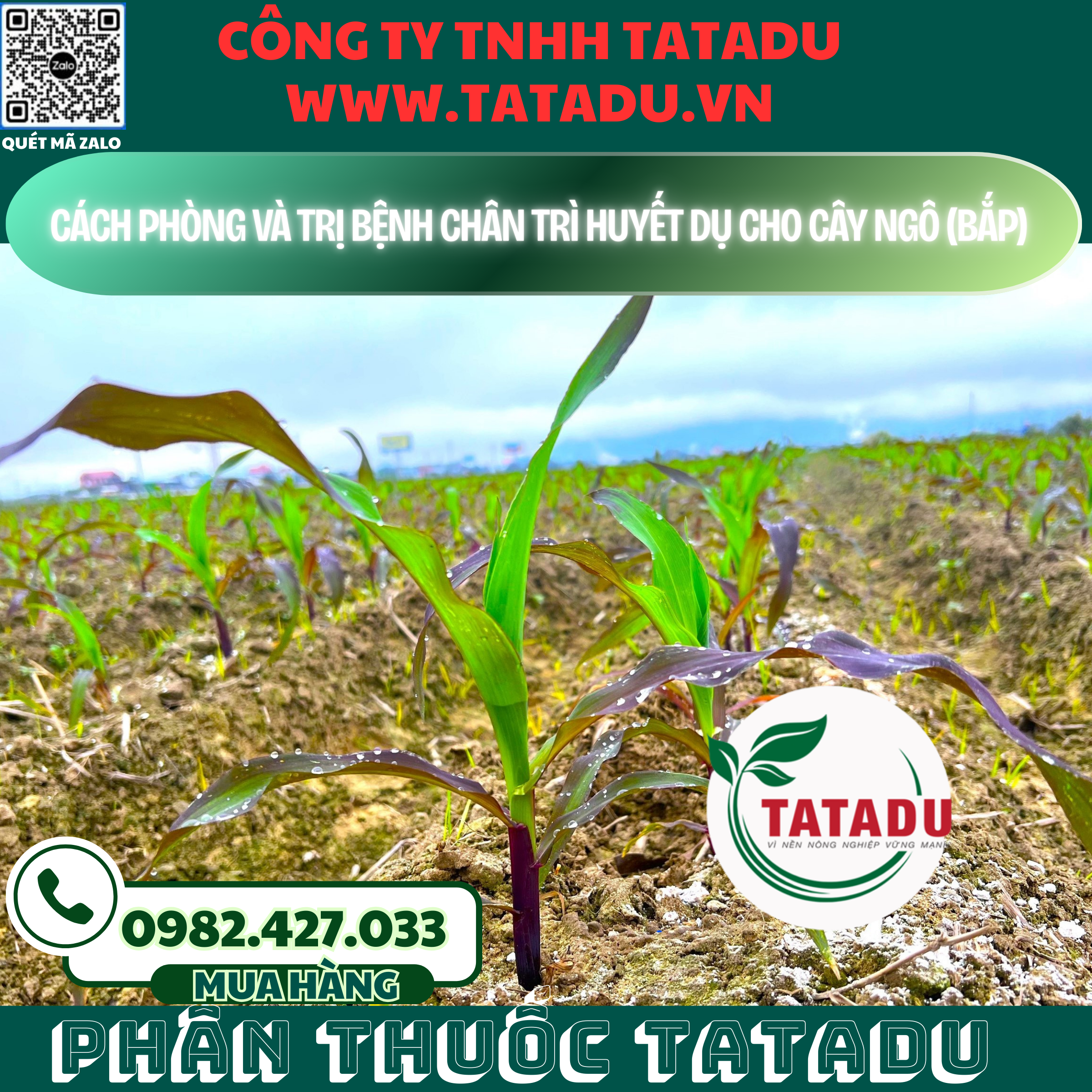 CACH PHONG VA TRI BENH CHAN TRI HUYET DU CHO CAY NGO BAP
