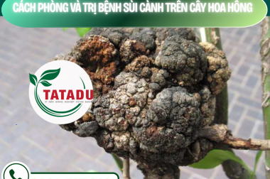 CÁCH PHÒNG VÀ TRỊ BỆNH SÙI CÀNH TRÊN CÂY HOA HỒNG – CÔNG TY TNHH TATADU
