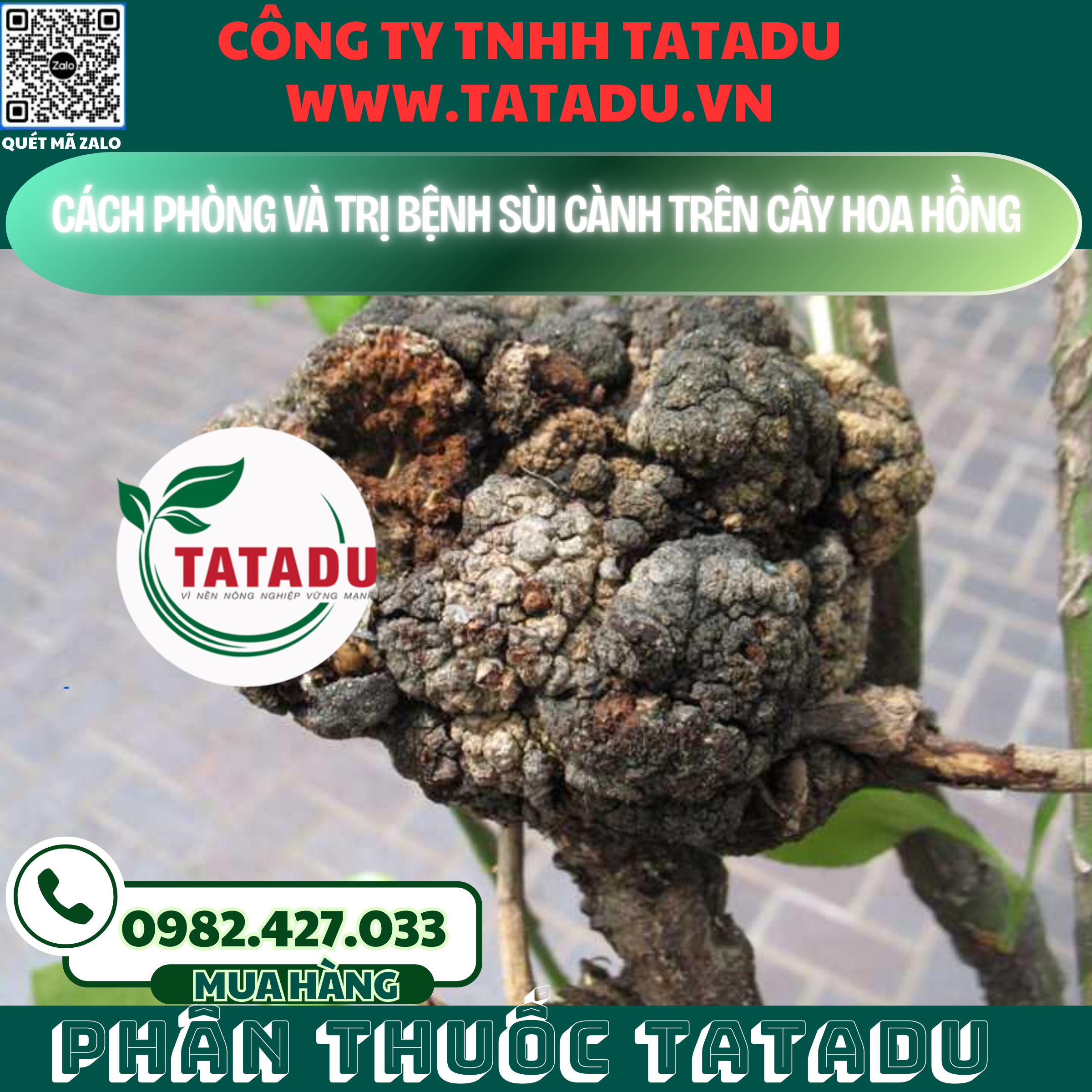 CACH PHONG VA TRI BENH SUI CANH TREN CAY HOA HONG