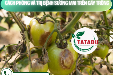CÁCH PHÒNG VÀ TRỊ BỆNH SƯƠNG MAI TRÊN CÂY TRỒNG – CÔNG TY TNHH TATADU