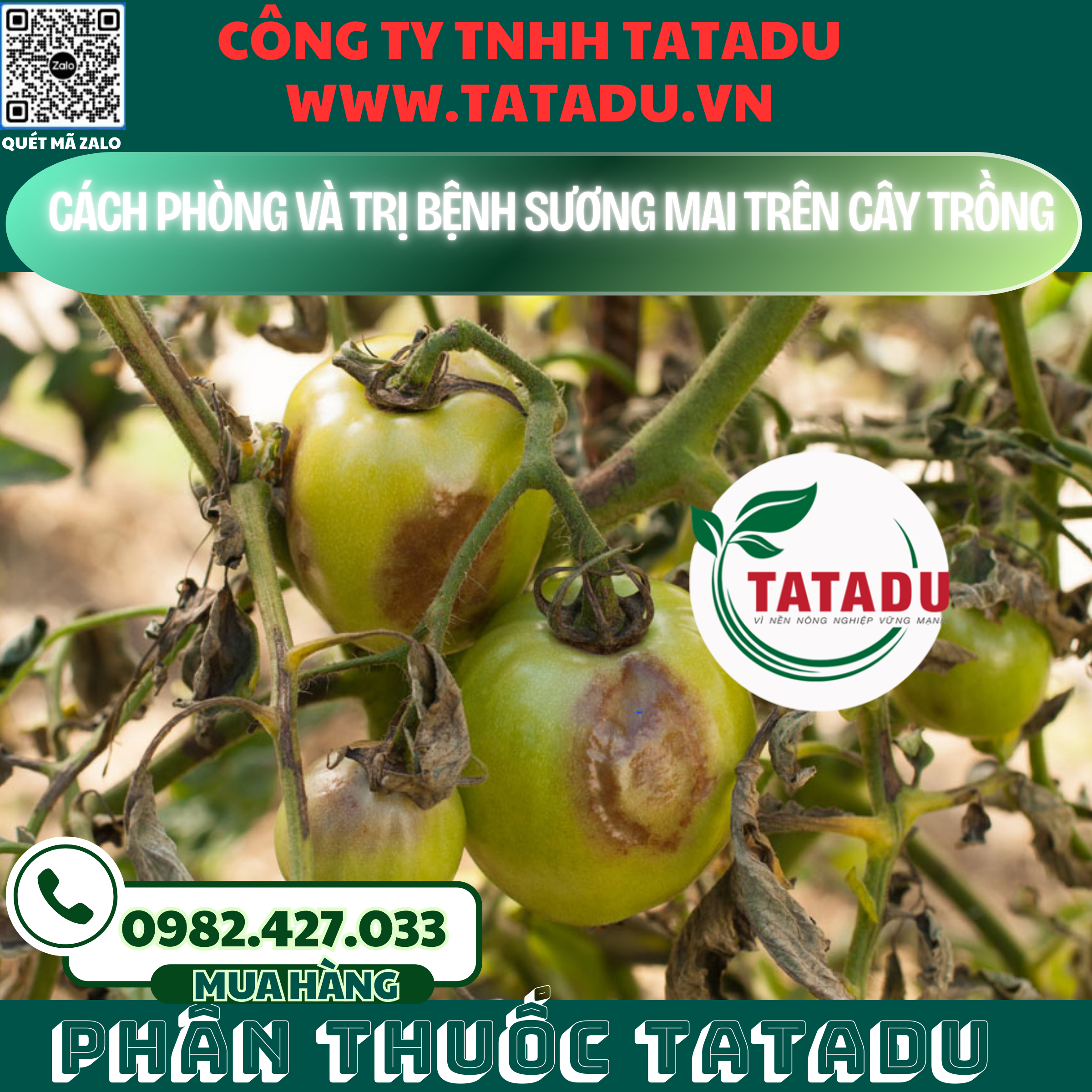 CACH PHONG VA TRI BENH SUONG MAI TREN CAY TRONG