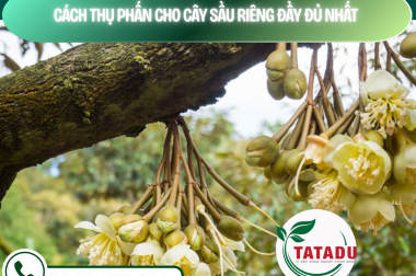 CÁCH THỤ PHẤN CHO CÂY SẦU RIÊNG ĐẦY ĐỦ NHẤT – CÔNG TY TNHH TATADU