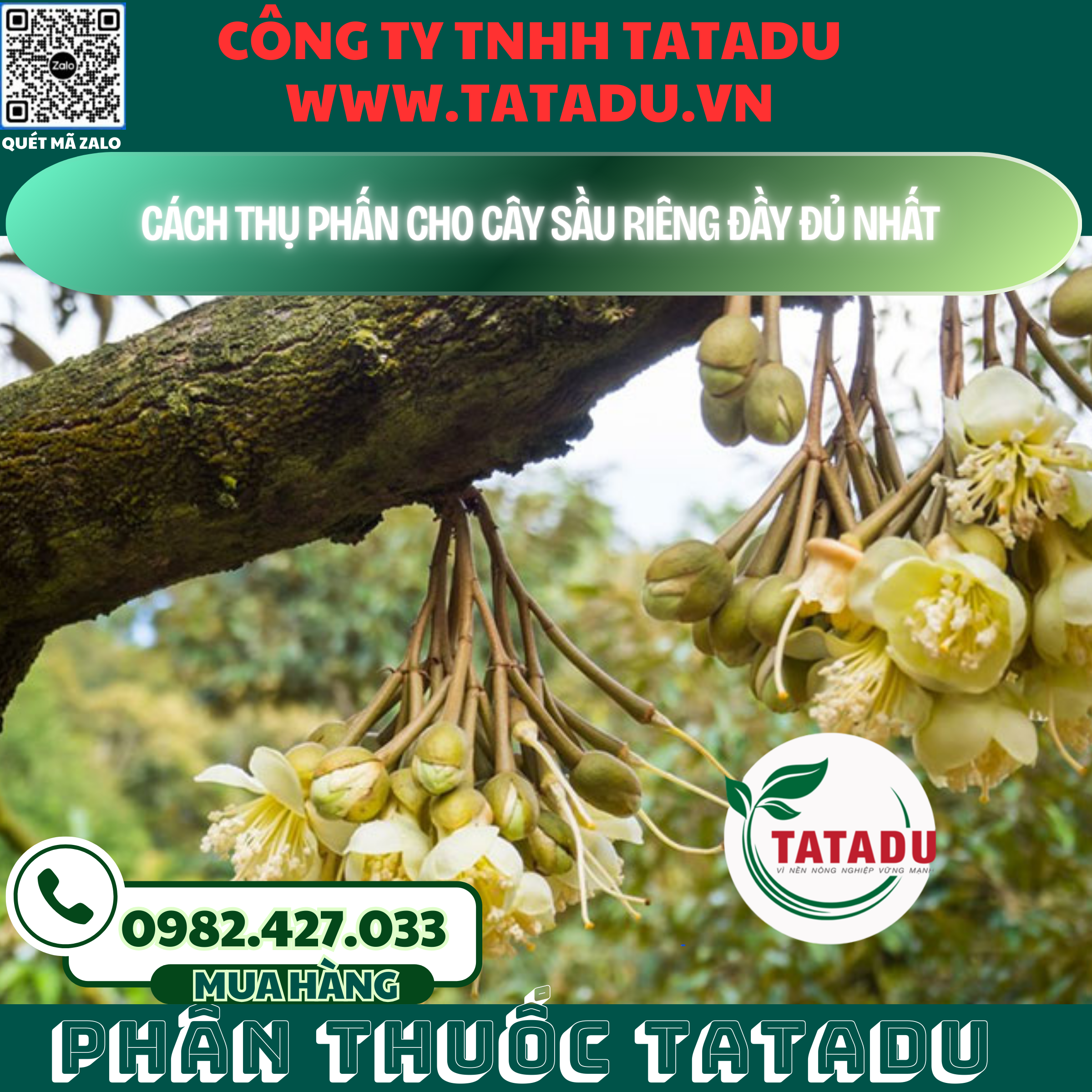 CACH THU PHAN CHO CAY SAU RIENG DAY DU NHAT