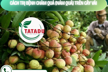 CÁCH TRỊ BỆNH CHÀM QUẢ (NÁM QUẢ) TRÊN CÂY VẢI – CÔNG TY TNHH TATADU