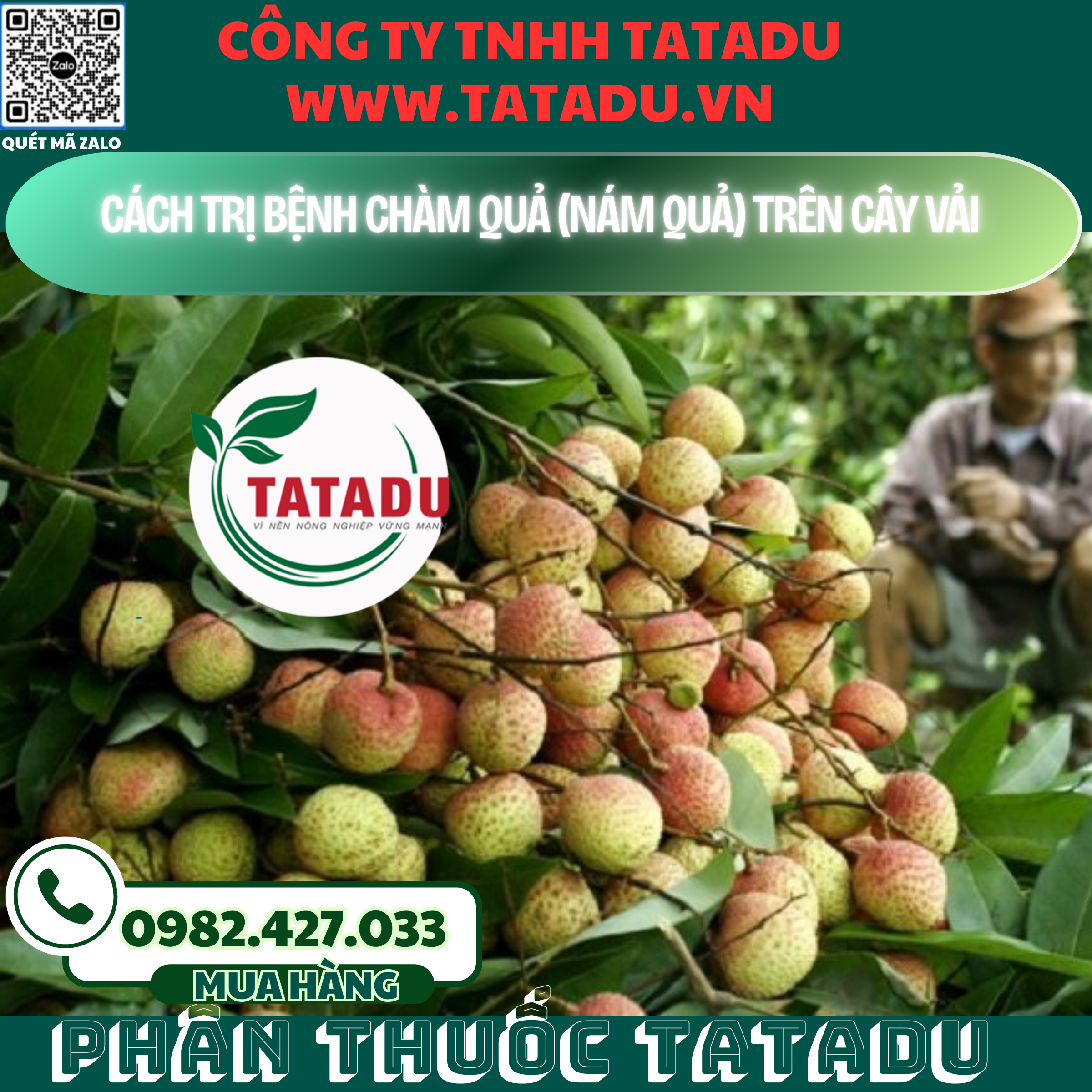 CACH TRI BENH CHAM QUA NAM QUA TREN CAY VAI