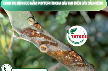 CÁCH TRỊ BỆNH DO NẤM PHYTOPHTHORA GÂY HẠI TRÊN CÂY SẦU RIÊNG – CÔNG TY TNHH TATADU