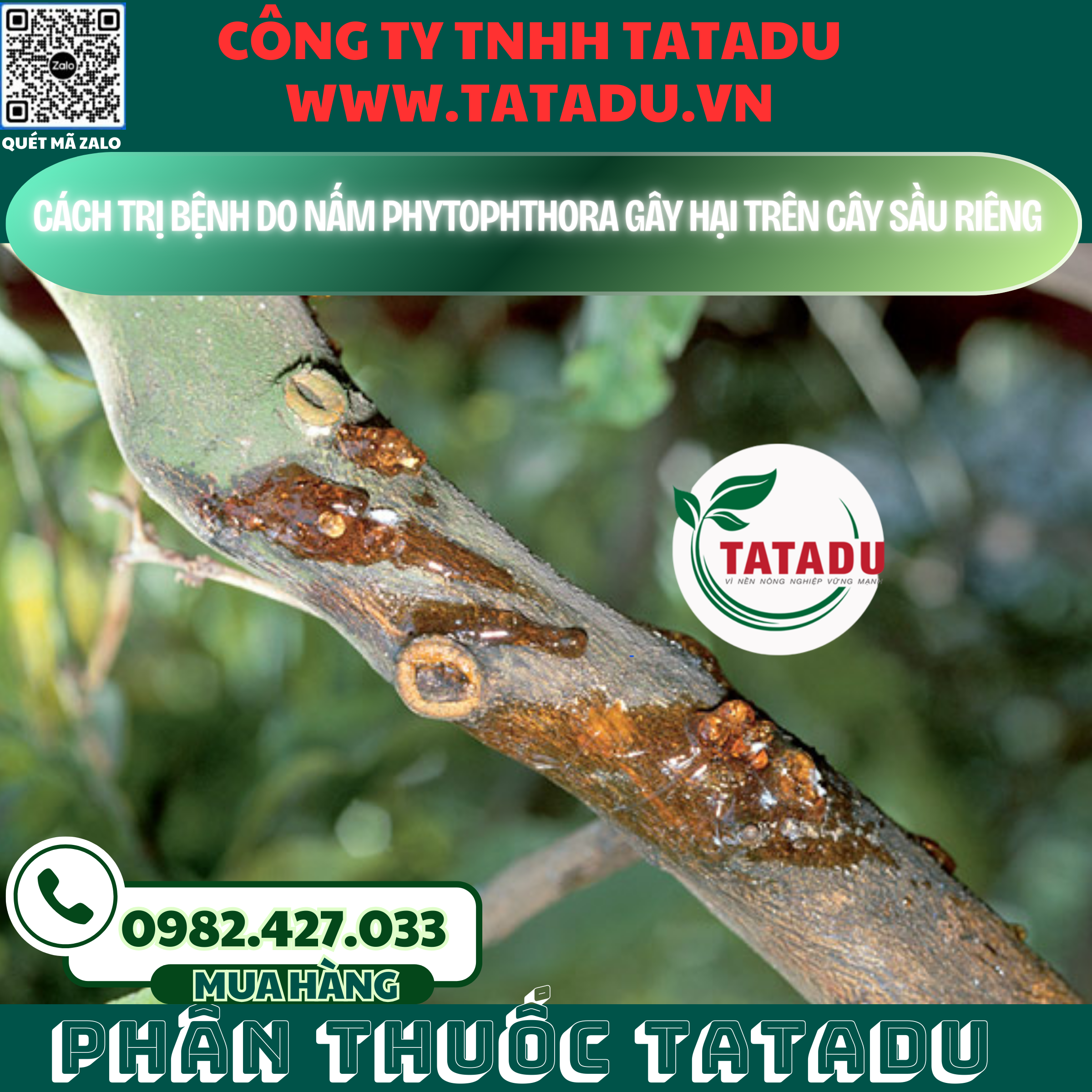 CACH TRI BENH DO NAM PHYTOPHTHORA GAY HAI TREN CAY SAU RIENG
