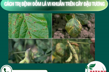 CÁCH TRỊ BỆNH ĐỐM LÁ VI KHUẨN TRÊN CÂY ĐẬU TƯƠNG – CÔNG TY TNHH TATADU