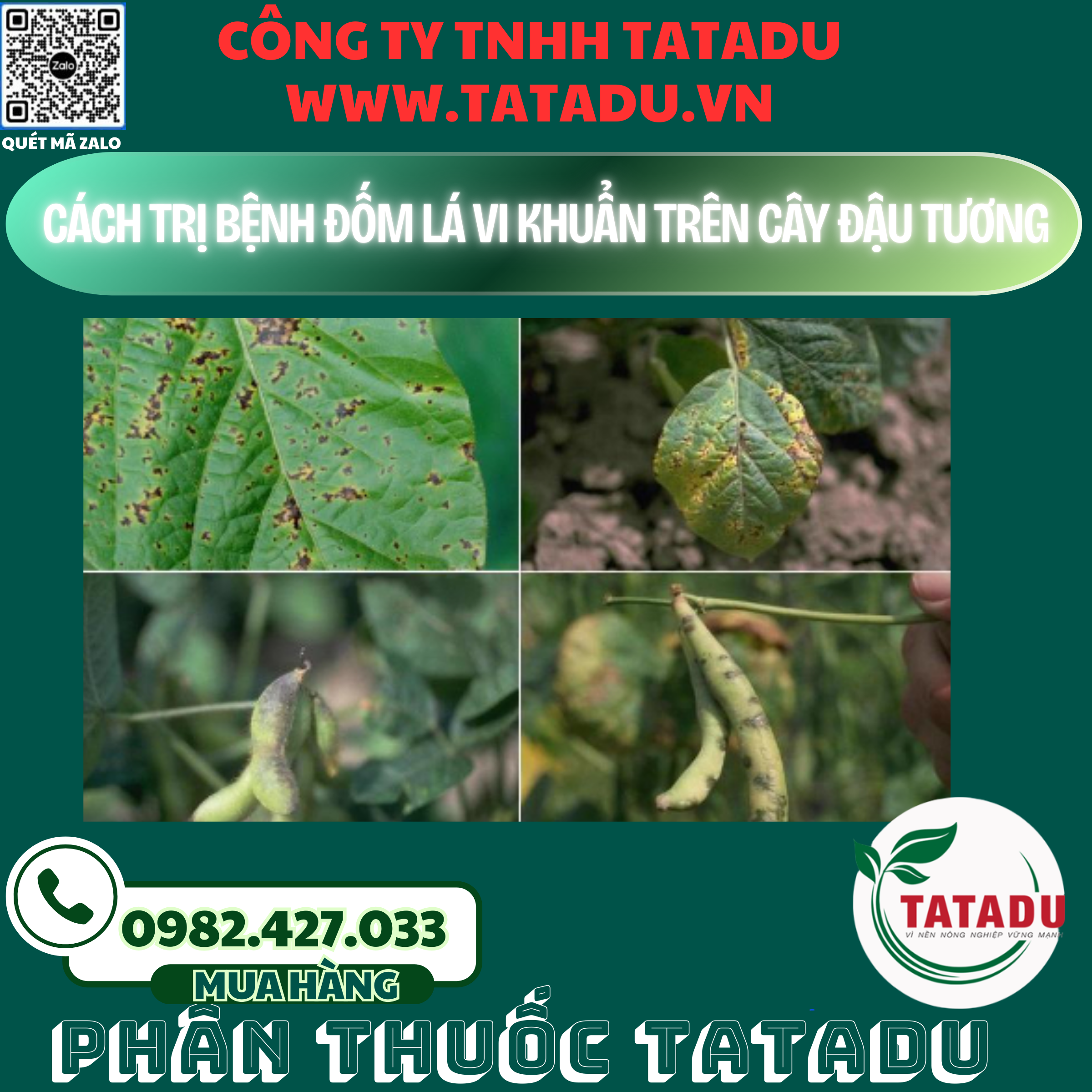 CACH TRI BENH DOM LA VI KHUAN TREN CAY DAU TUONG CACH TRI BENH DOM LA VI KHUAN TREN CAY DAU TUONG