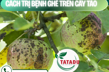 CÁCH TRỊ BỆNH GHẺ TRÊN CÂY TÁO (APPLE SCAB DISEASE) – CÔNG TY TNHH TATADU
