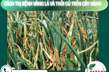 CÁCH TRỊ BỆNH VÀNG LÁ VÀ THỐI CỦ TRÊN CÂY HÀNH – CÔNG TY TNHH TATADU