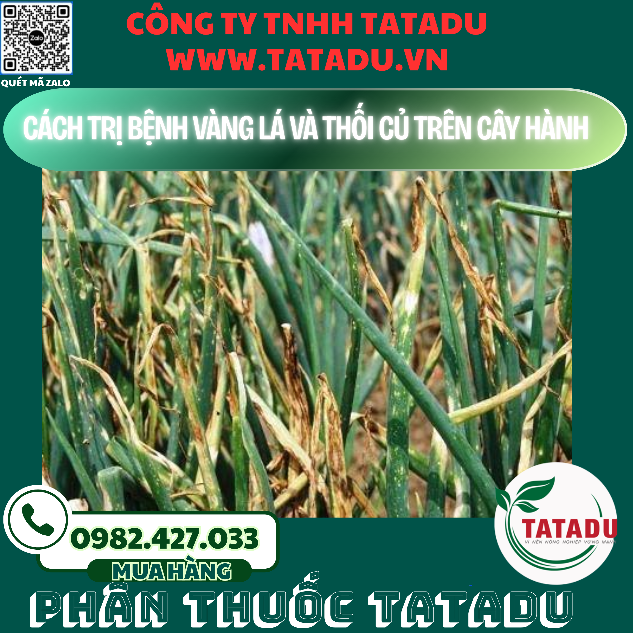 CACH TRI BENH VANG LA VA THOI CU TREN CAY HANH