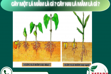 CÂY MỘT LÁ MẦM LÀ GÌ? CÂY HAI LÁ MẦM LÀ GÌ? – CÔNG TY TNHH TATADU