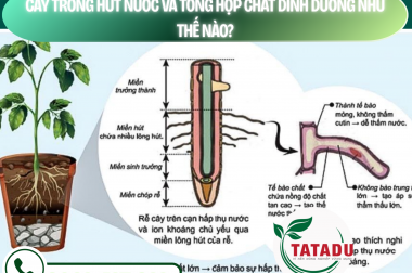 CÂY TRỒNG HÚT NƯỚC VÀ TỔNG HỢP CHẤT DINH DƯỠNG NHƯ THẾ NÀO? – CÔNG TY TNHH TATADU
