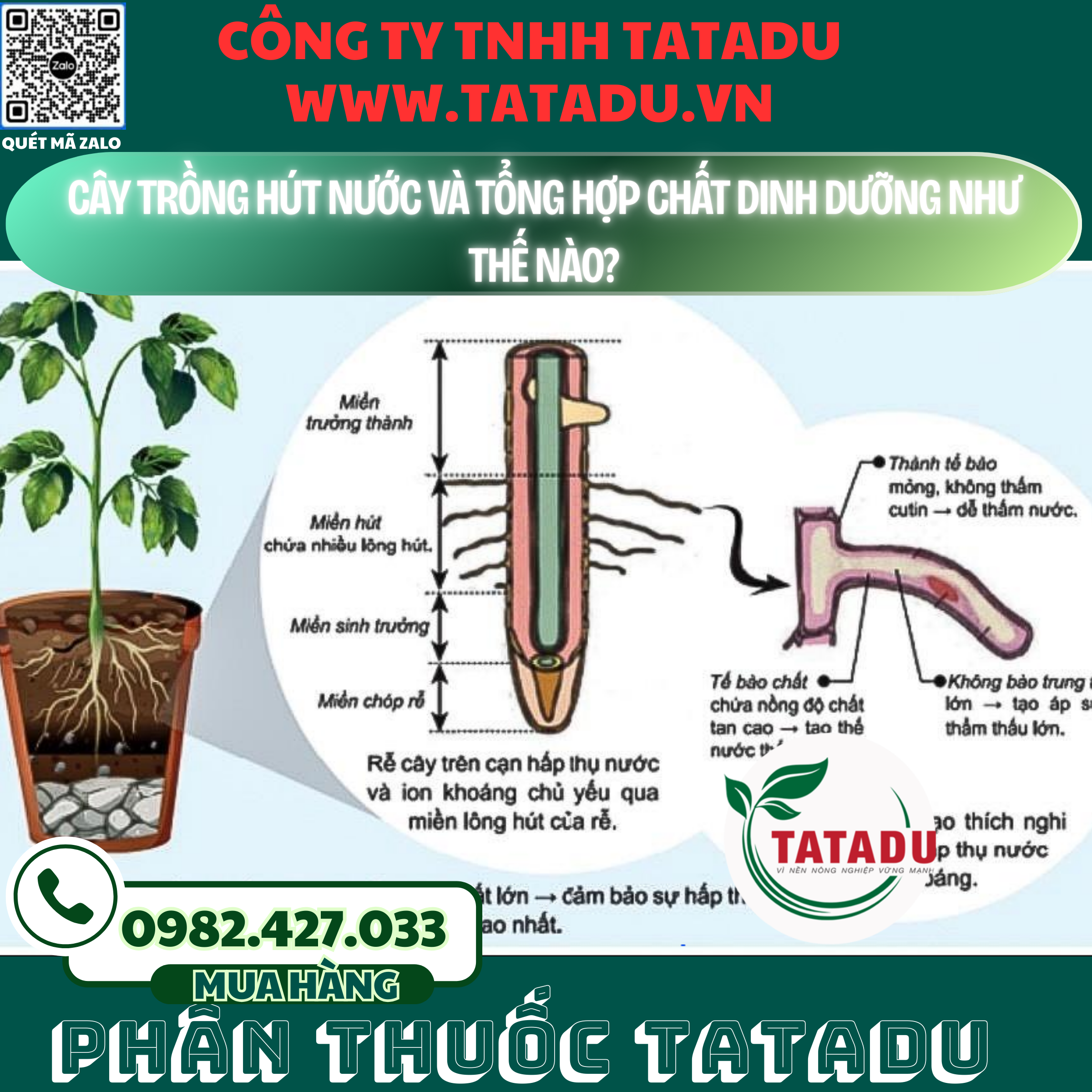 CAY TRONG HUT NUOC VA TONG HOP CHAT DINH DUONG NHU THE NAO