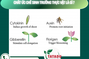 CHẤT ỨC CHẾ SINH TRƯỞNG THỰC VẬT LÀ GÌ ? – CÔNG TY TNHH TATADU