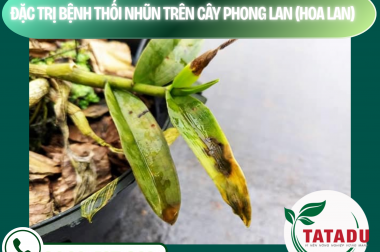 ĐẶC TRỊ BỆNH THỐI NHŨN TRÊN CÂY PHONG LAN (HOA LAN) – CÔNG TY TNHH TATADU