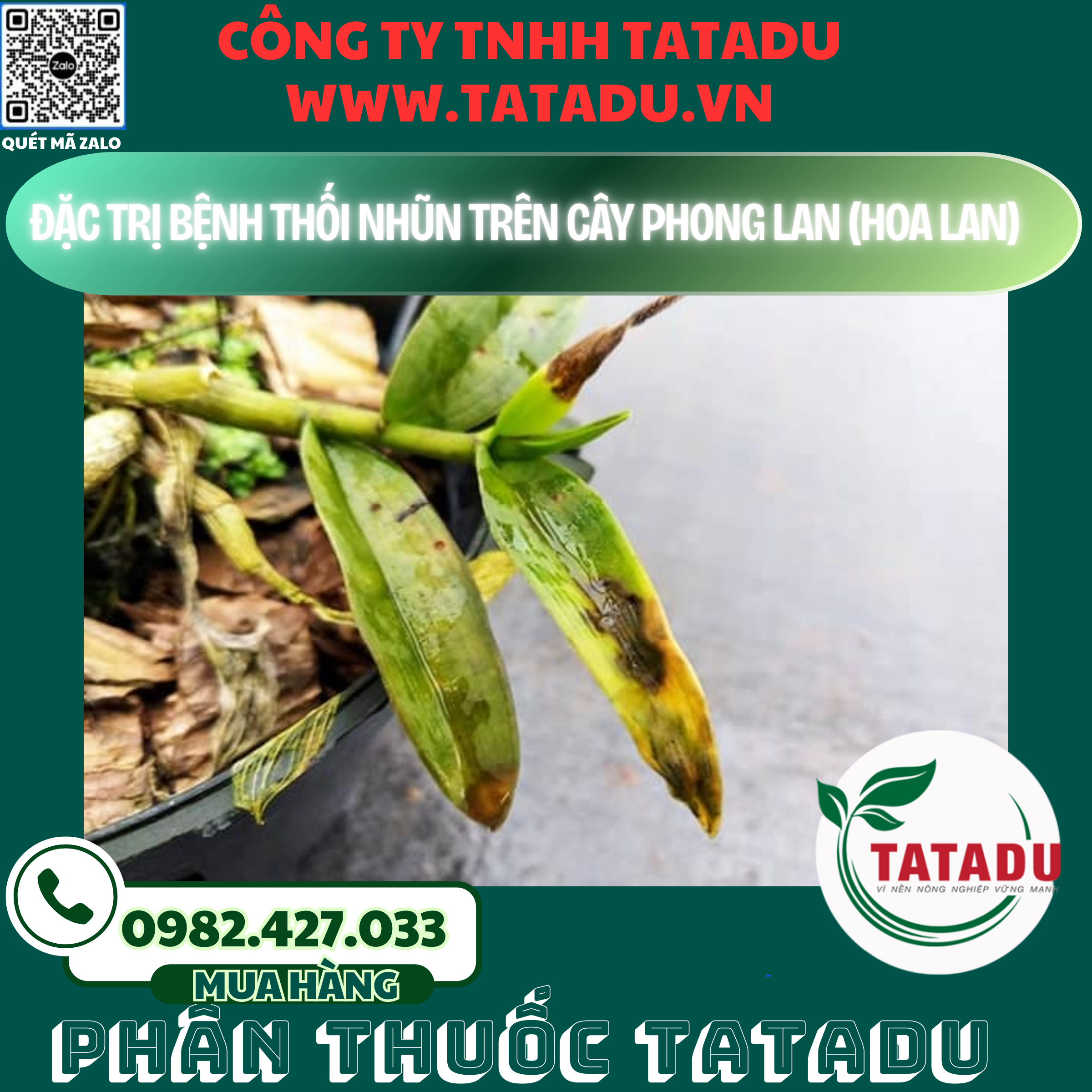 DAC TRI BENH THOI NHUN TREN CAY PHONG LAN HOA LAN