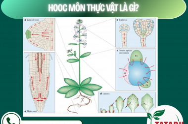 HOOC MÔN THỰC VẬT LÀ GÌ? – CÔNG TY TNHH TATADU