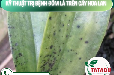 KỸ THUẬT TRỊ BỆNH ĐỐM LÁ TRÊN CÂY HOA LAN – CÔNG TY TNHH TATADU