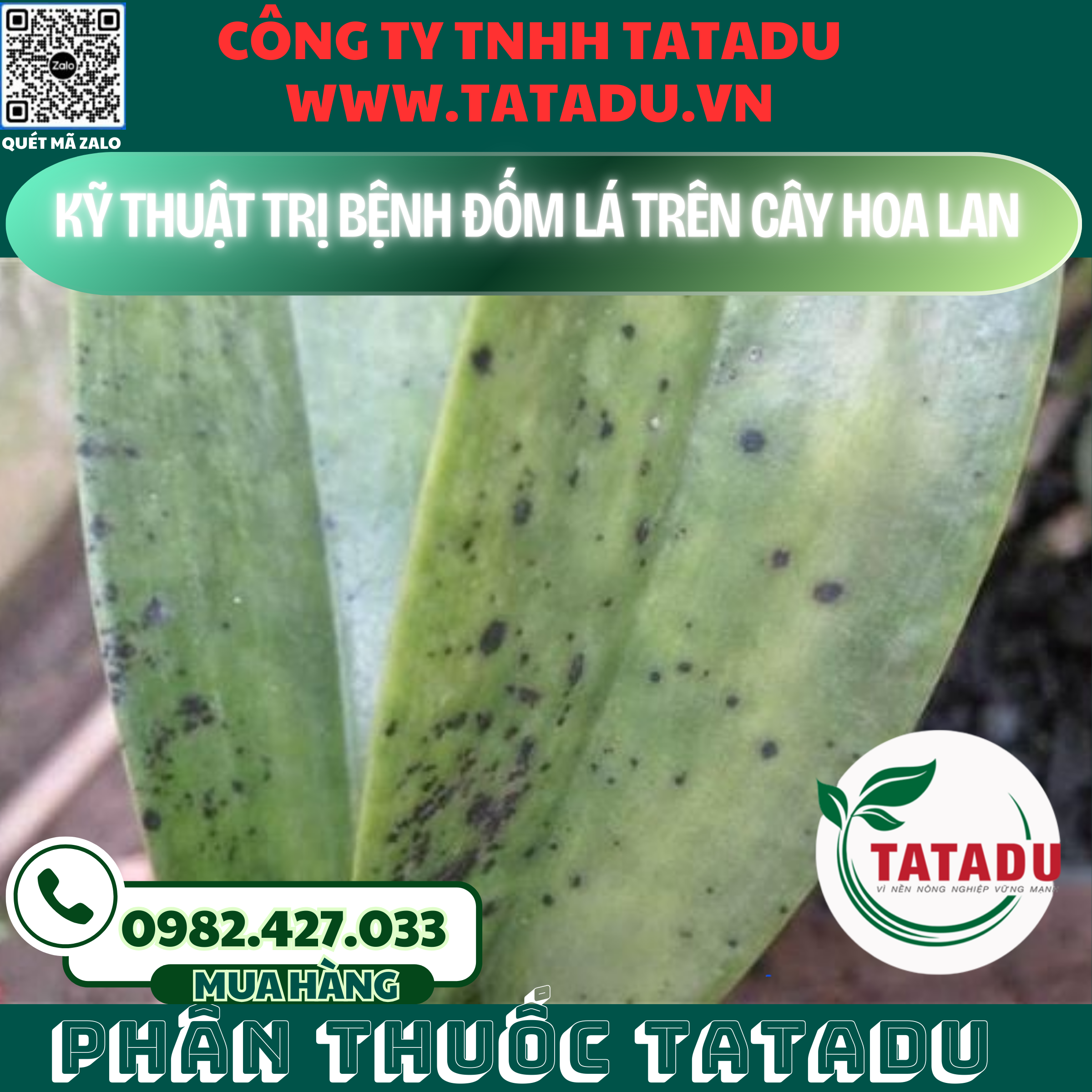 KY THUAT TRI BENH DOM LA TREN CAY HOA LAN