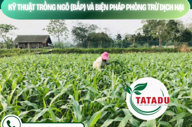 KỸ THUẬT TRỒNG NGÔ (BẮP) VÀ BIỆN PHÁP PHÒNG TRỪ DỊCH HẠI – CÔNG TY TNHH TATADU