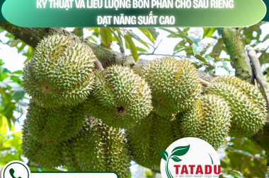 KỸ THUẬT VÀ LIỀU LƯỢNG BÓN PHÂN CHO SẦU RIÊNG ĐẠT NĂNG SUẤT CAO – CÔNG TY TNHH TATADU