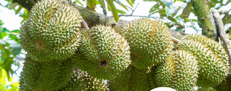 KY THUAT VA LIEU LUONG BON PHAN CHO SAU RIENG DAT NANG SUAT CAO