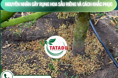 NGUYÊN NHÂN GÂY RỤNG HOA SẦU RIÊNG VÀ CÁCH KHẮC PHỤC – CÔNG TY TNHH TATADU