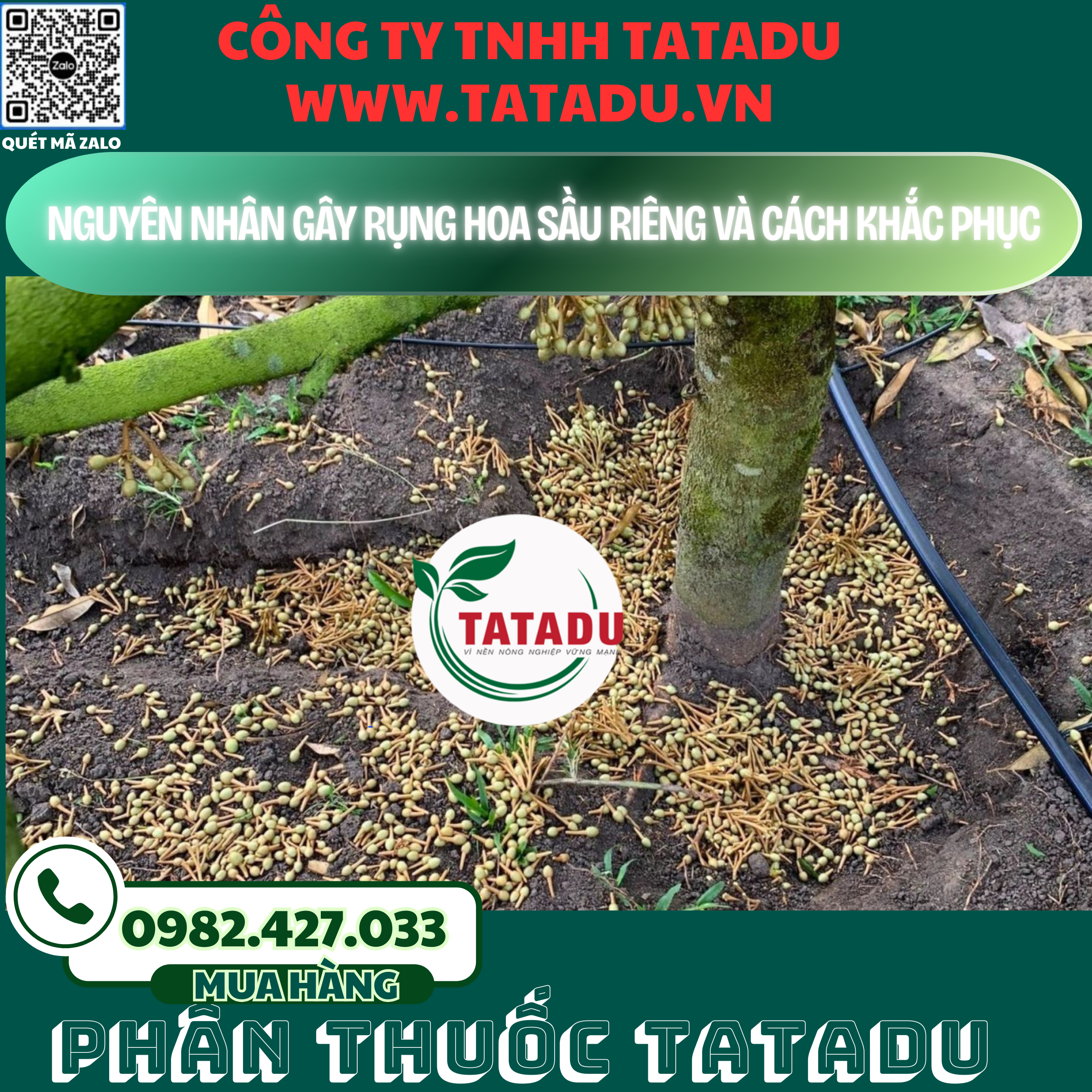 NGUYEN NHAN GAY RUNG HOA SAU RIENG VA CACH KHAC PHUC