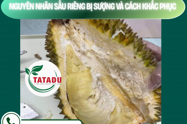 NGUYÊN NHÂN SẦU RIÊNG BỊ SƯỢNG VÀ CÁCH KHẮC PHỤC – CÔNG TY TNHH TATADU
