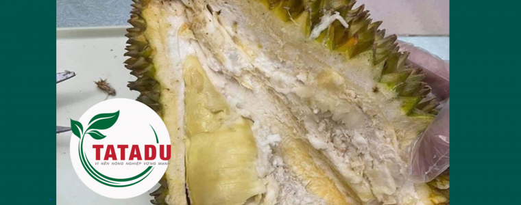 NGUYEN NHAN SAU RIENG BI SUONG VA CACH KHAC PHUC