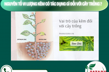NGUYÊN TỐ VI LƯỢNG KẼM CÓ TÁC DỤNG GÌ ĐỐI VỚI CÂY TRỒNG? – CÔNG TY TNHH TATADU