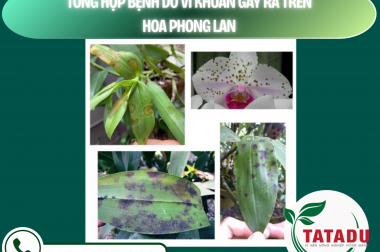 TỔNG HỢP BỆNH DO VI KHUẨN GÂY RA TRÊN HOA PHONG LAN – CÔNG TY TNHH TATADU