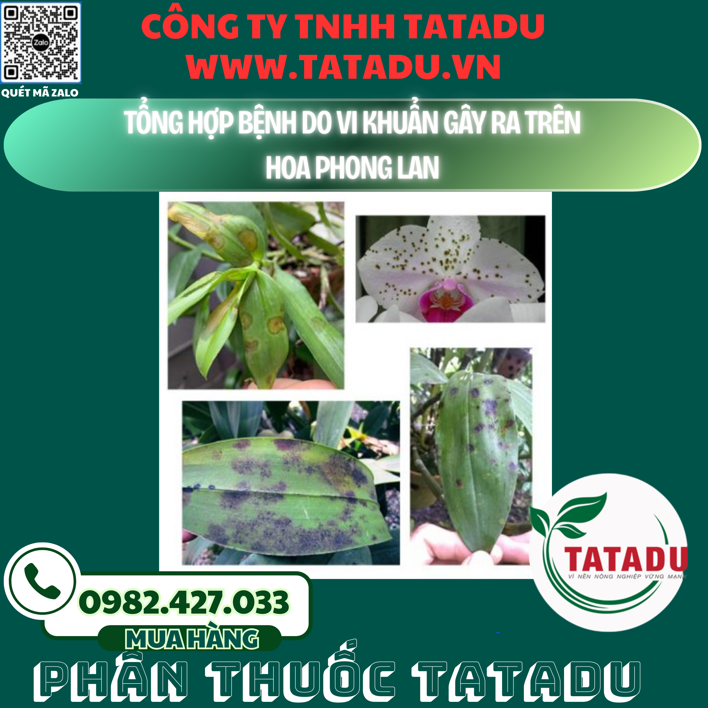 TONG HOP BENH DO VI KHUAN GAY RA TREN HOA PHONG LAN