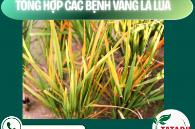 TỔNG HỢP CÁC BỆNH VÀNG LÁ LÚA – CÔNG TY TNHH TATADU