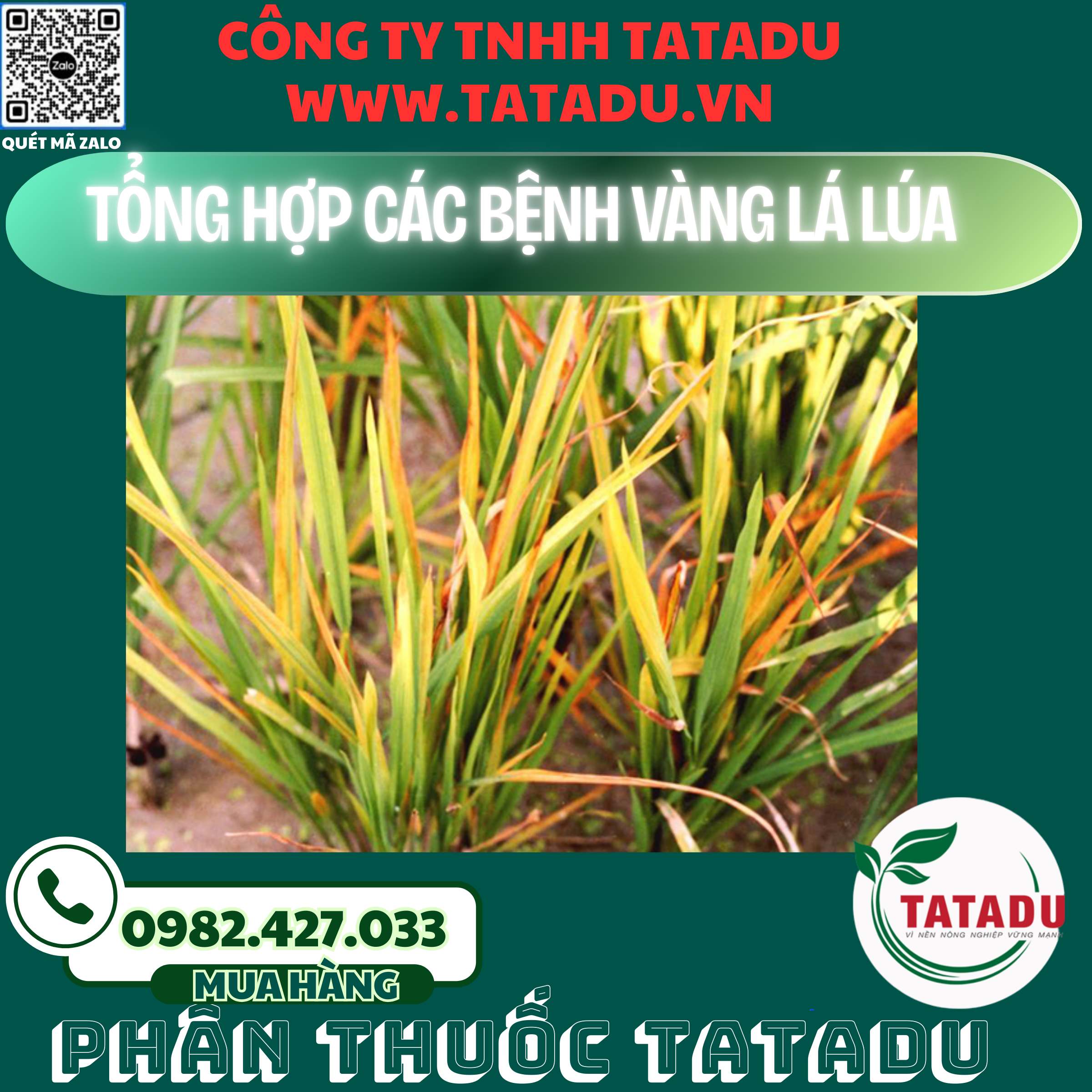 TONG HOP CAC BENH VANG LA LUA