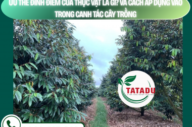 ƯU THẾ ĐỈNH ĐIỂM CỦA THỰC VẬT LÀ GÌ? VÀ CÁCH ÁP DỤNG VÀO TRONG CANH TÁC CÂY TRỒNG – CÔNG TY TNHH TATADU